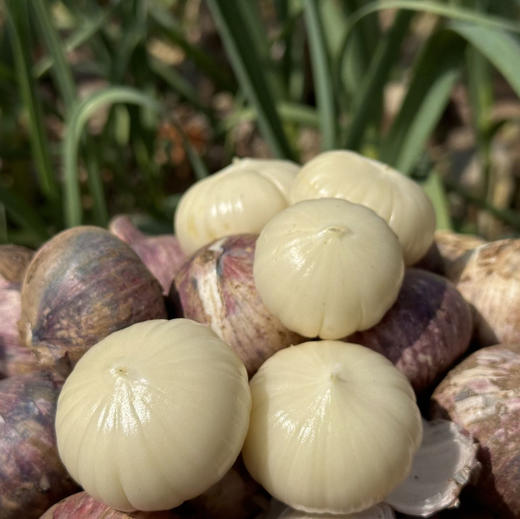 【大理紫皮独头蒜】品质鲜货 香气浓烈 味道足/申通快递包邮 商品图0