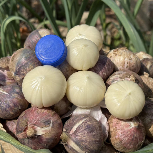 【大理紫皮独头蒜】品质鲜货 香气浓烈 味道足/申通快递包邮 商品图3