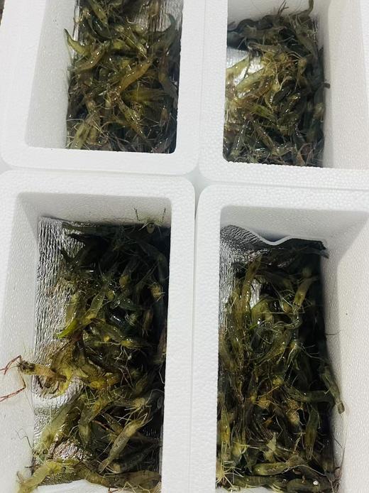 【周四到】德清河虾 200克以上（全部鲜活打包 但包鲜不包活） 商品图4