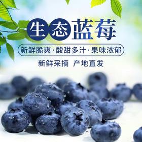 大凉山生态蓝莓