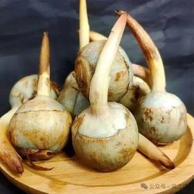【生鲜预定】茨菇