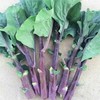 【生鲜预定】红芥蓝 商品缩略图0