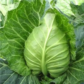 【生鲜预定】牛心莲白