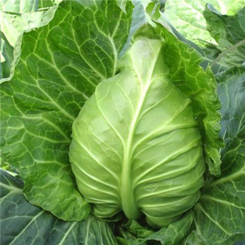 【生鲜预定】牛心莲白 商品图0