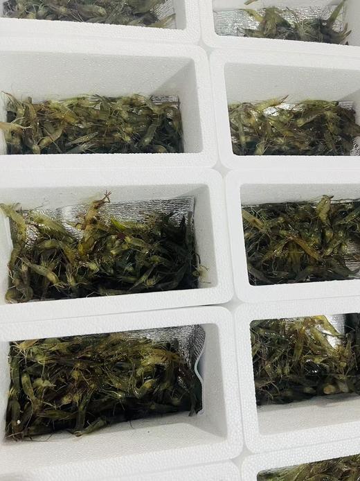 【周四到】德清河虾 200克以上（全部鲜活打包 但包鲜不包活） 商品图3