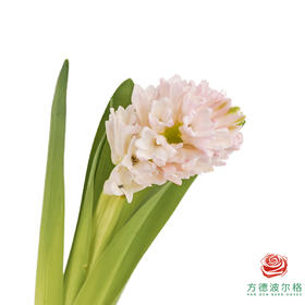 【嘉荷风信子】晨曦（3枝/扎）