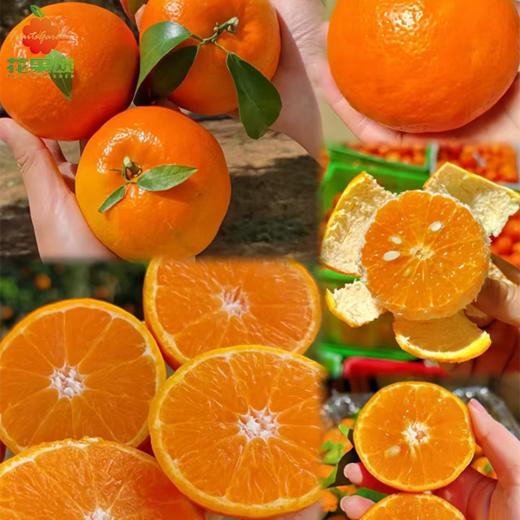 【当季新鲜】武鸣沃柑3斤 商品图0