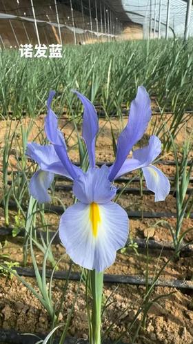 基地直营-鸢尾-诺法蓝