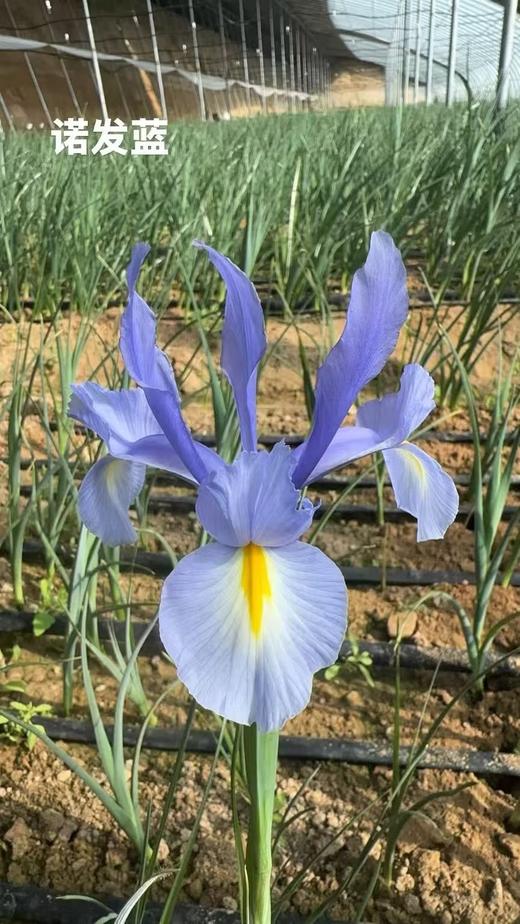 基地直营-鸢尾-诺法蓝 商品图0