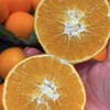 夏橙 甜蜜爆汁 新鲜橙子 商品缩略图3
