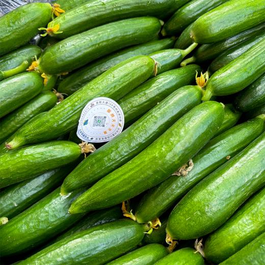 小黄瓜 清香脆甜 嘎嘣脆 商品图6