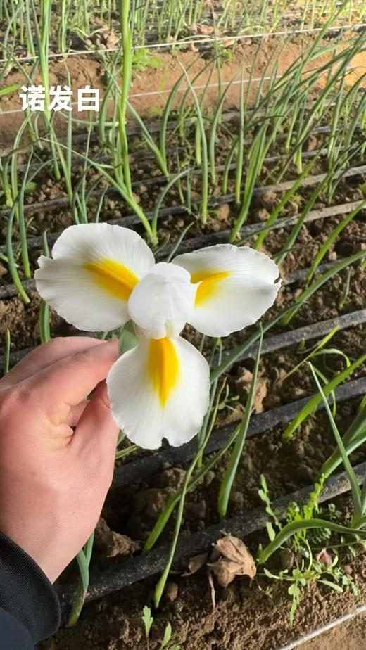 基地直营-鸢尾-诺法白 商品图0