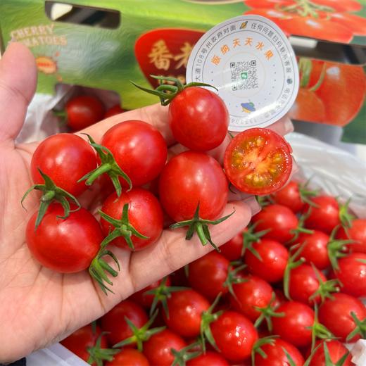 蕃老大红千禧小番茄 商品图11
