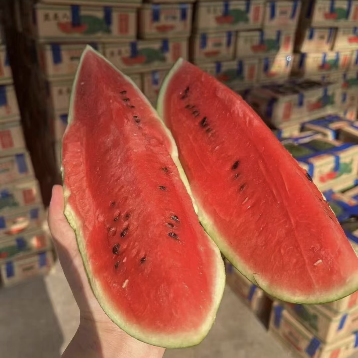 黑美人西瓜  越南薄皮黑美人