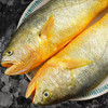 【野生海产】野生黄花鱼600±100g 大西洋纯净海域 商品缩略图2