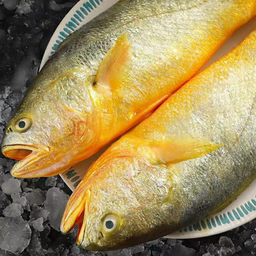 【野生海产】野生黄花鱼600±100g 大西洋纯净海域 商品图2