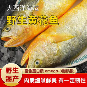 【野生海产】野生黄花鱼600±100g 大西洋纯净海域