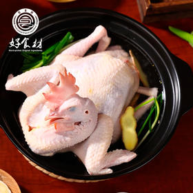 CY-480天竹林散养下蛋鸡