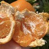 耙耙柑散称  味道浓郁 化渣率高 不干水 商品缩略图8
