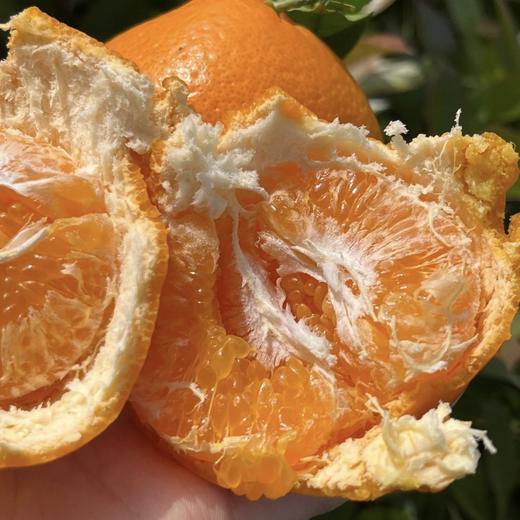 耙耙柑散称  味道浓郁 化渣率高 不干水 商品图8