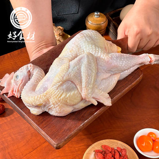 CY-480天竹林散养下蛋鸡 商品图1