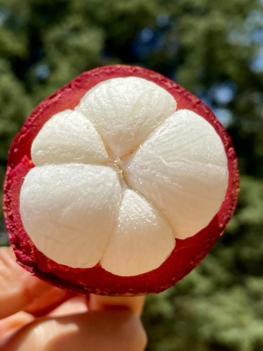 印尼空运山竹 商品图0