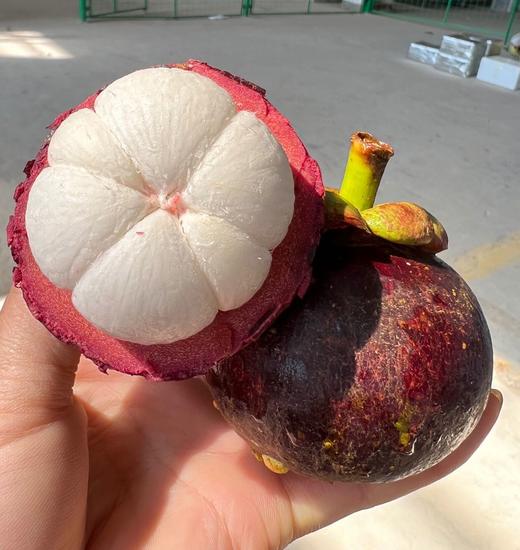 印尼空运山竹 商品图3