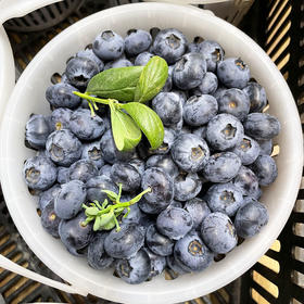 花香蓝莓(1300g装)/篮