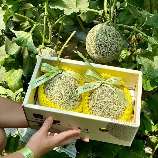 吃海茫茫「牛3蜜瓜」大瓜 整件 约3.5kg 商品图0