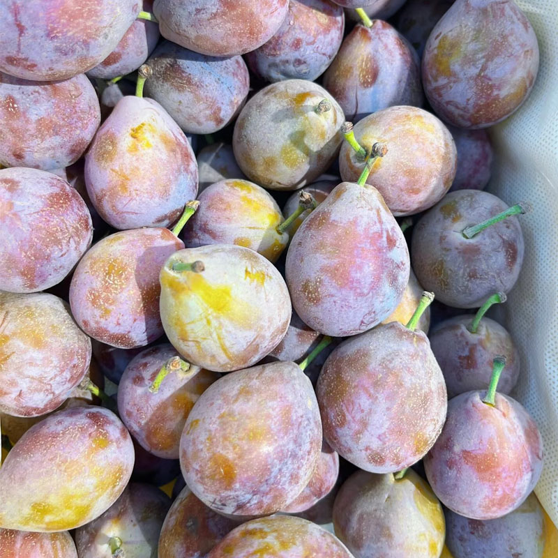 【脆嫩多汁】进口西梅500g/份