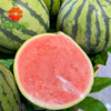 墨玉麒麟西瓜 商品缩略图0