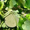 吃海茫茫「牛3蜜瓜」大瓜 整件 约3.5kg 商品缩略图5