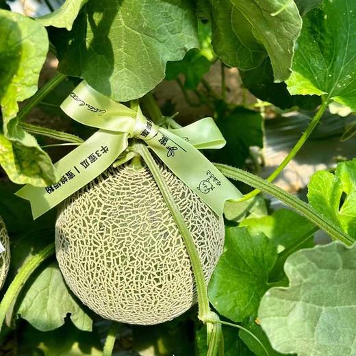 吃海茫茫「牛3蜜瓜」大瓜 整件 约3.5kg 商品图5