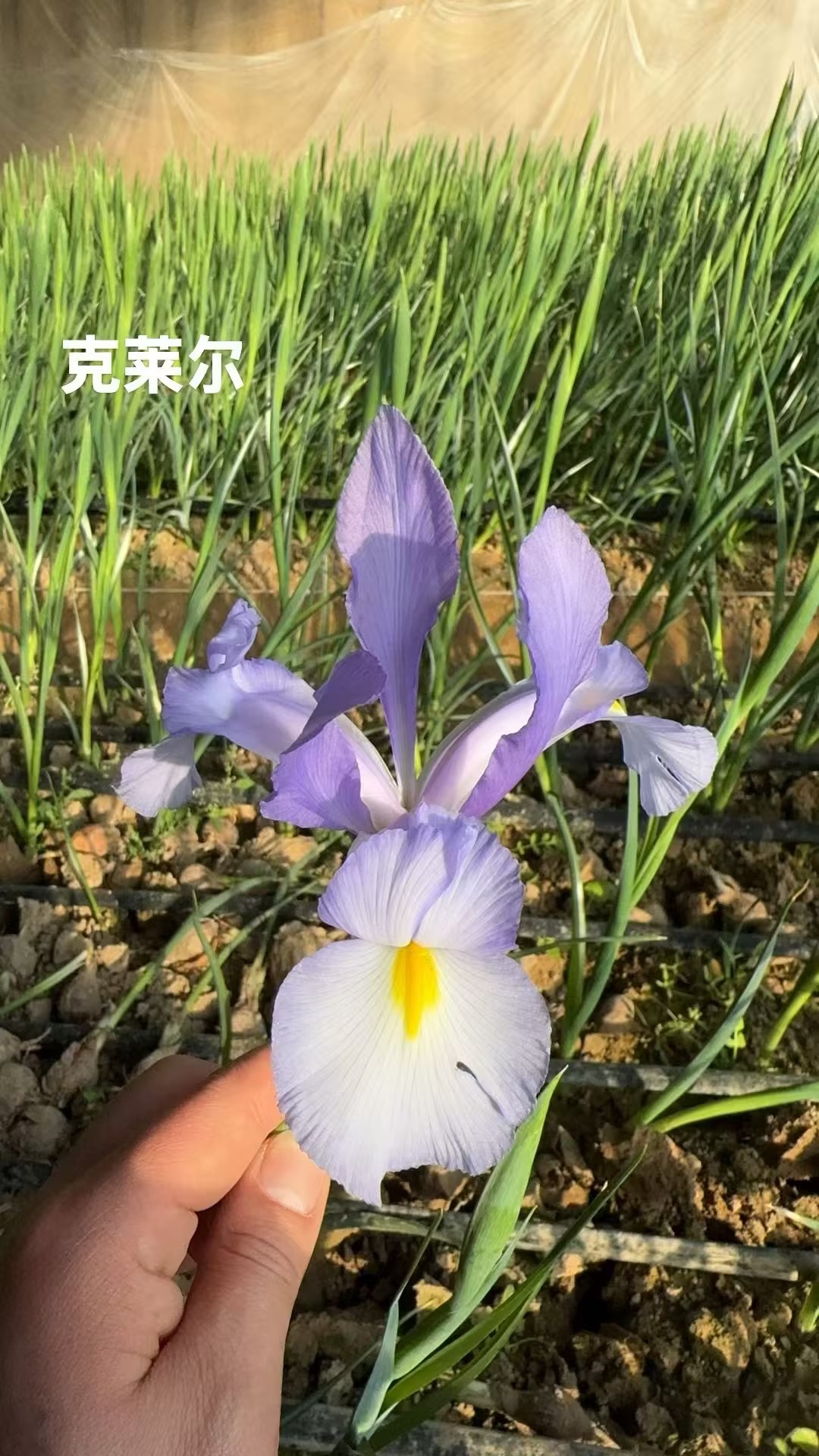 基地直营-鸢尾-克莱尔-10支