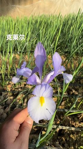 基地直营-鸢尾-克莱尔