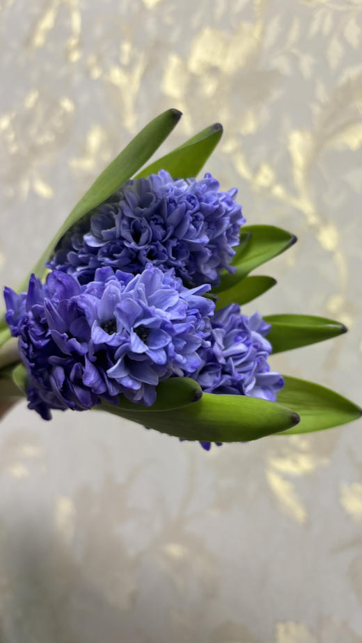 【国产】方德风信子-星梦-蓝紫渐变 5枝 商品图6