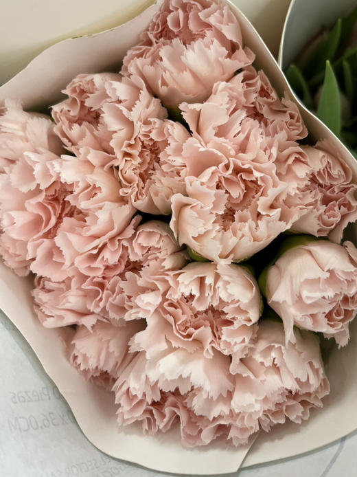 国产花材-【康乃馨】流光粉 商品图1