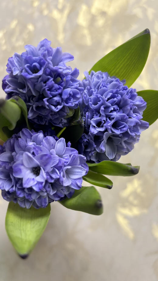 【国产】方德风信子-星梦-蓝紫渐变 5枝 商品图5