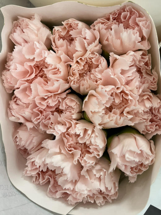 国产花材-【康乃馨】流光粉 商品图0