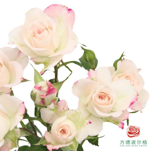 嘉荷多头- 折射10枝一扎 商品图4