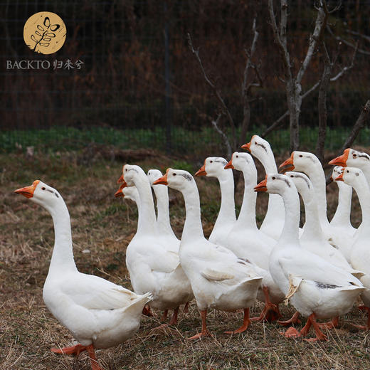 生态咸鹅 ≥5斤/只   归来兮农场散养白鹅晒制  全国配送（偏远地区除外） 商品图3
