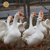 生态咸鹅 ≥5斤/只   归来兮农场散养白鹅晒制  全国配送（偏远地区除外） 商品缩略图4