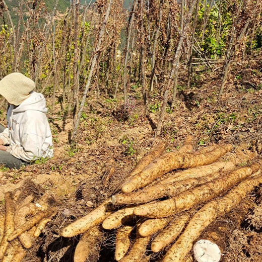 【糯山药】新鲜云南老品种糯山药/炖煮软糯 炒吃脆爽 蒸熟当早餐/易熟不要久炖哦/山药干片山药粉/申通包邮 商品图6