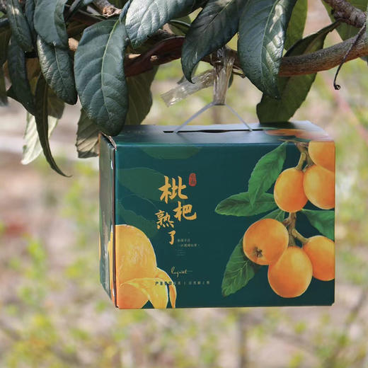 【云南长虹枇杷】顺丰到家 新鲜采摘 早春“黄金果” 果肉细腻 酸甜爽口 皮薄肉厚 汁水充足 4种规格任选 商品图1