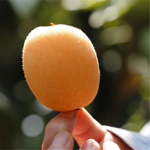 【云南长虹枇杷】顺丰到家 新鲜采摘 早春“黄金果” 果肉细腻 酸甜爽口 皮薄肉厚 汁水充足 4种规格任选 商品图4