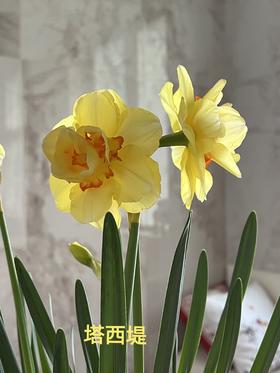 基地直营-洋水仙-塔西提-10支