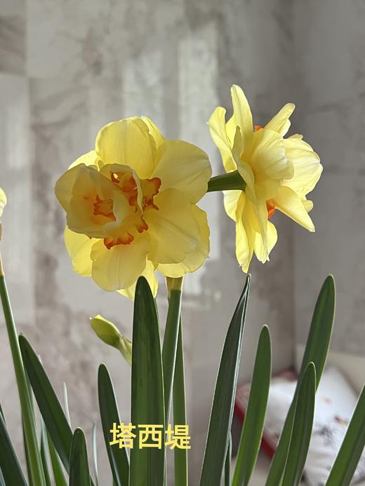 4月1日洋水仙-塔西提-10支 商品图0