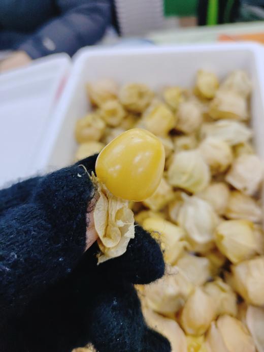 姑娘果一箱 商品图1