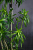 造型百合竹 商品缩略图1