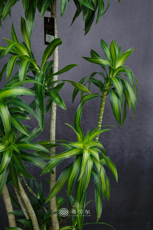 造型百合竹 商品图1